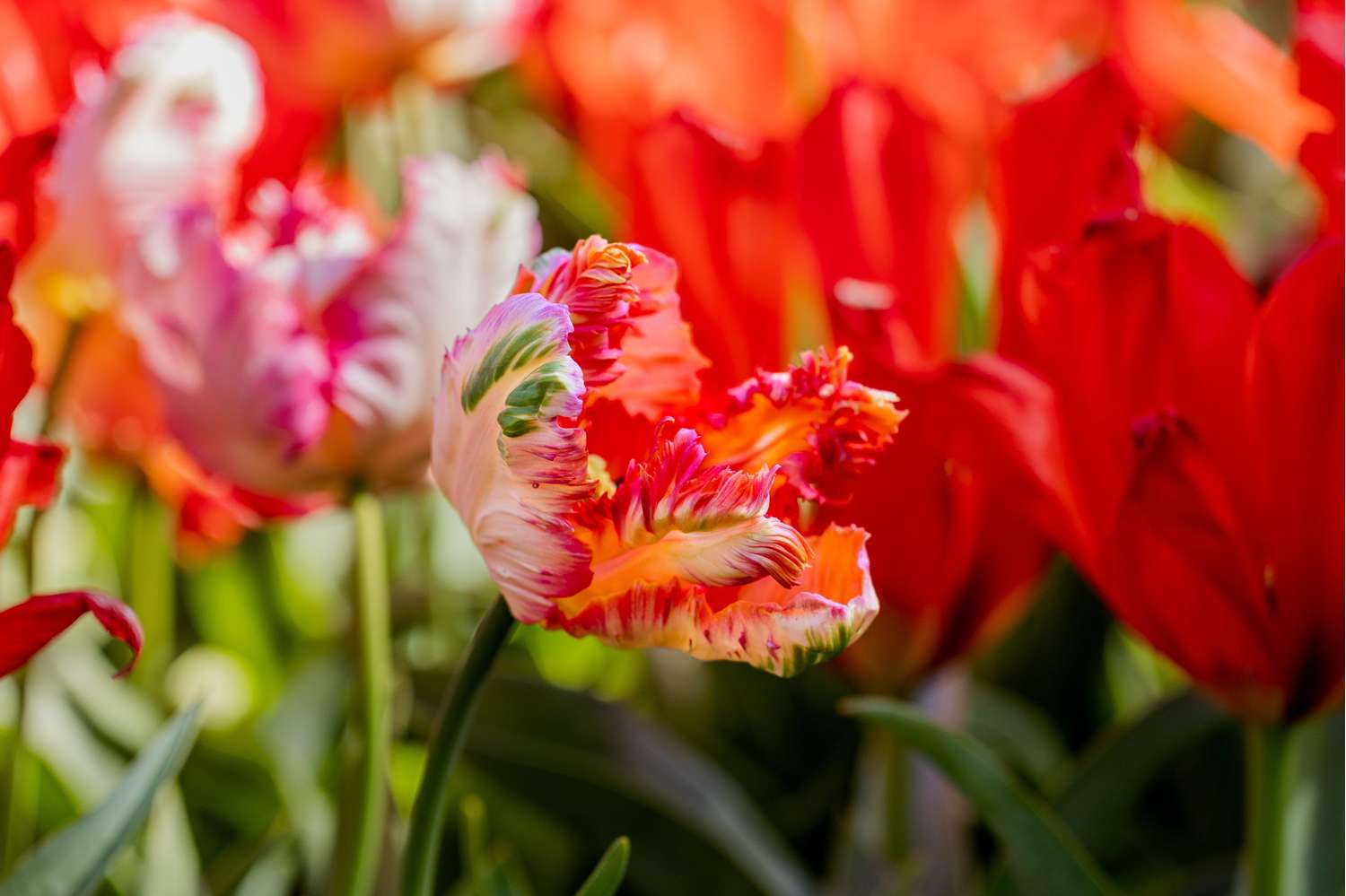 Tulpe 'Apricot Parrot' - Tulipaner